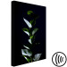 Canvas Print In the garden at night - photo of leaves on a black background 121630 additionalThumb 6