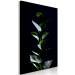 Canvas Print In the garden at night - photo of leaves on a black background 121630 additionalThumb 2