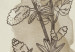 Poster Field Sketch - plant with flowers on a light beige background in a retro motif 125730 additionalThumb 9