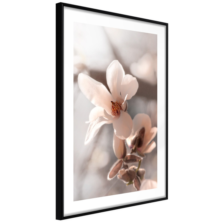 Wall Poster Spring Light - light pink flower on spring composition background 127830 additionalImage 2