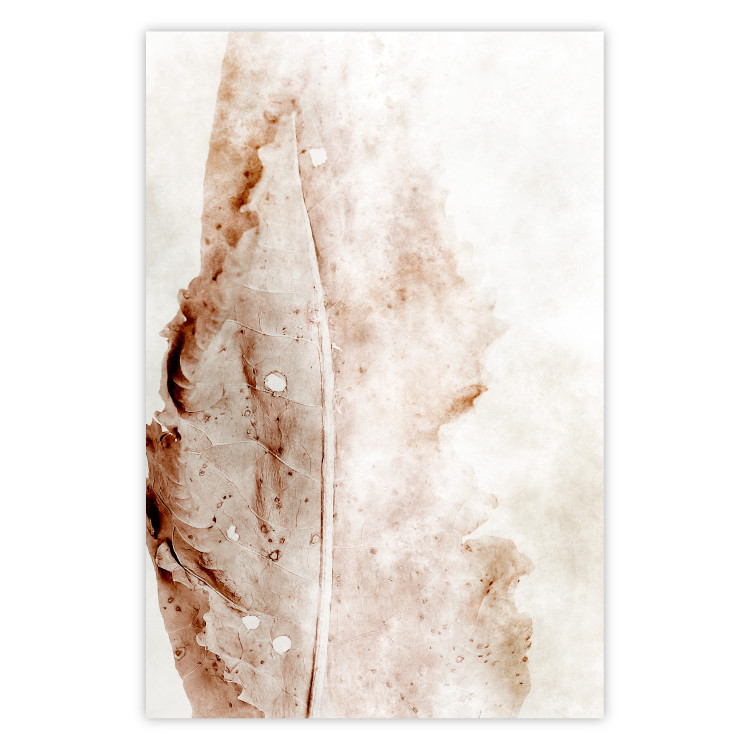 Poster Mature Leaf - abstract texture of a brown leaf on a white background 131830