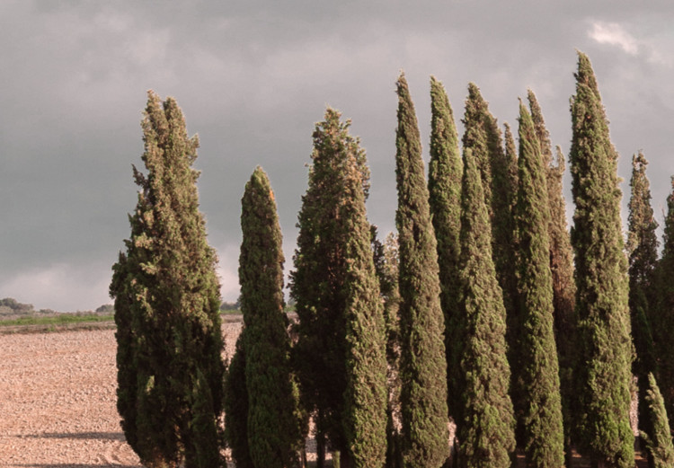 Canvas Tuscan forest - photo with a landscape of Tuscany and cypresses 135830 additionalImage 4