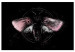Canvas Print Night Moth (1-piece) Wide - second variant - pink wings 142530