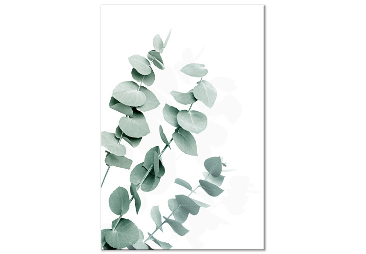 Canvas Print Eucalyptus Leaves - Sprigs of a Green Plant on a White Background 146130