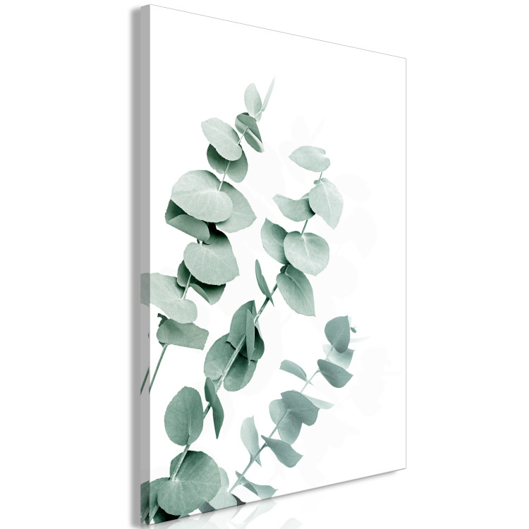 Canvas Print Eucalyptus Leaves - Sprigs of a Green Plant on a White Background 146130 additionalImage 2