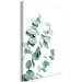 Canvas Print Eucalyptus Leaves - Sprigs of a Green Plant on a White Background 146130 additionalThumb 2