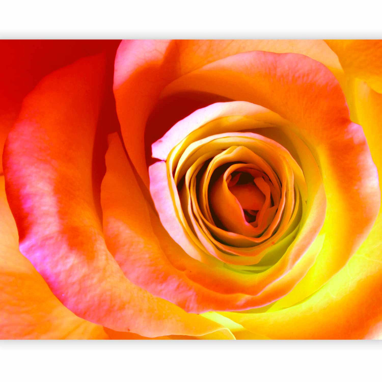 Photo Wallpaper Desert Rose - Close-up of a Rose Flower in Energetic Colours 60330 additionalImage 5