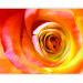 Photo Wallpaper Desert Rose - Close-up of a Rose Flower in Energetic Colours 60330 additionalThumb 5