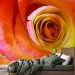 Photo Wallpaper Desert Rose - Close-up of a Rose Flower in Energetic Colours 60330 additionalThumb 2