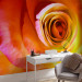 Photo Wallpaper Desert Rose - Close-up of a Rose Flower in Energetic Colours 60330 additionalThumb 4