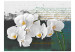 Photo Wallpaper Orchid - Poet's Inspiration is a White Floral Motif with Inscriptions in the Background 60630 additionalThumb 1