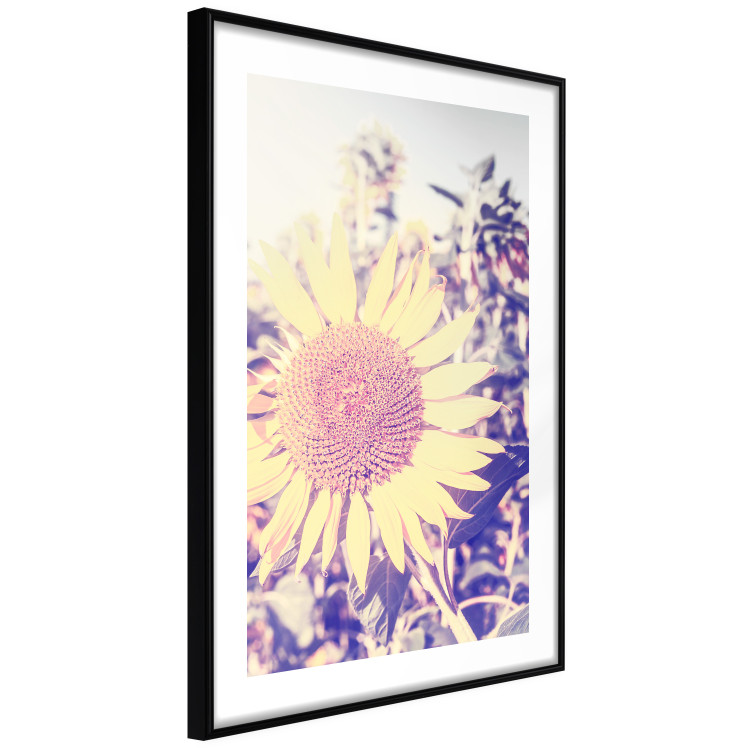 Wall Poster Sunflower - summer composition with yellow flowers in a sunlit meadow 116440 additionalImage 11