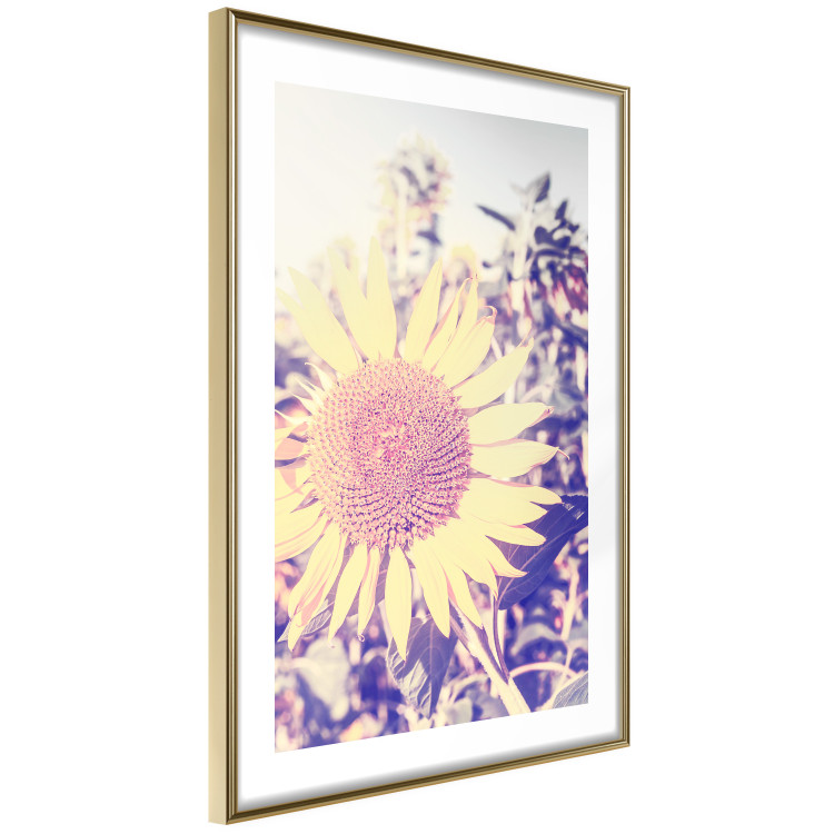 Wall Poster Sunflower - summer composition with yellow flowers in a sunlit meadow 116440 additionalImage 9