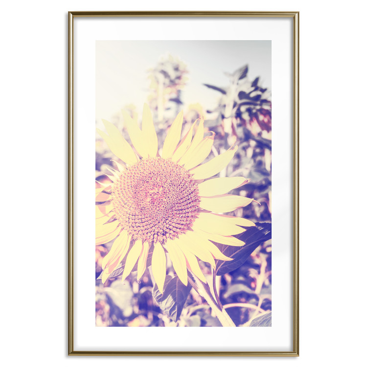 Wall Poster Sunflower - summer composition with yellow flowers in a sunlit meadow 116440 additionalImage 14