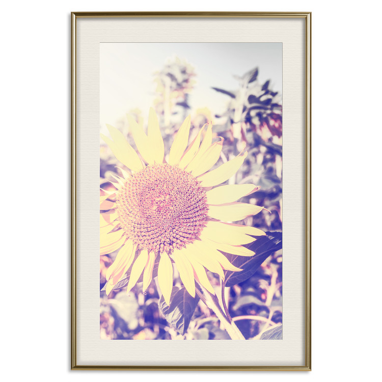 Wall Poster Sunflower - summer composition with yellow flowers in a sunlit meadow 116440 additionalImage 19