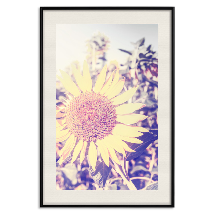 Wall Poster Sunflower - summer composition with yellow flowers in a sunlit meadow 116440 additionalImage 18