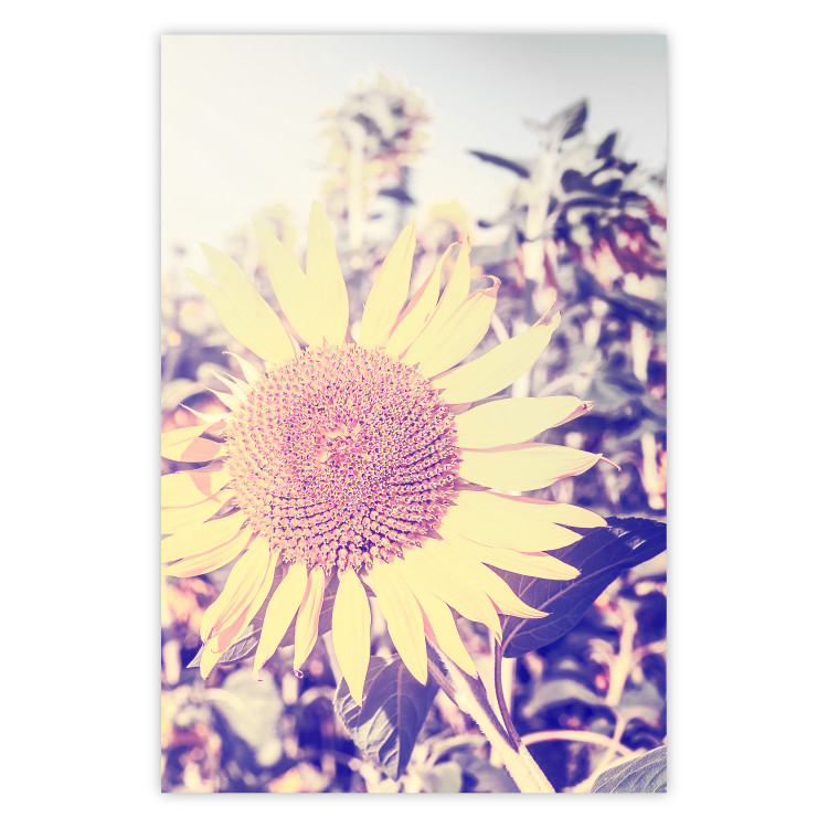 Wall Poster Sunflower - summer composition with yellow flowers in a sunlit meadow 116440