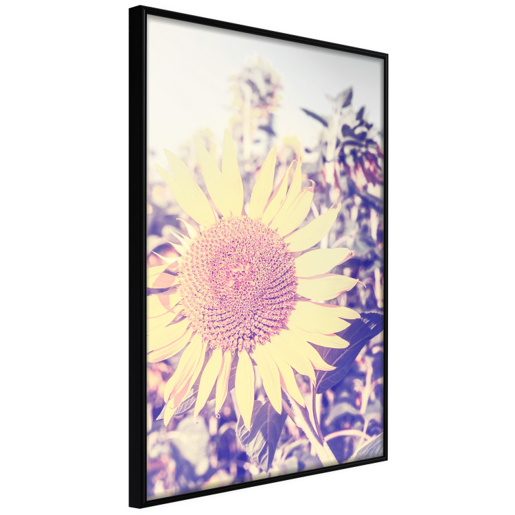 Wall Poster Sunflower - summer composition with yellow flowers in a sunlit meadow 116440 additionalImage 12