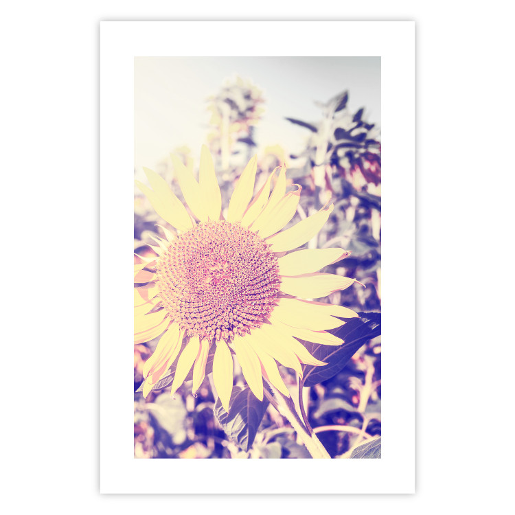 Wall Poster Sunflower - summer composition with yellow flowers in a sunlit meadow 116440 additionalImage 25