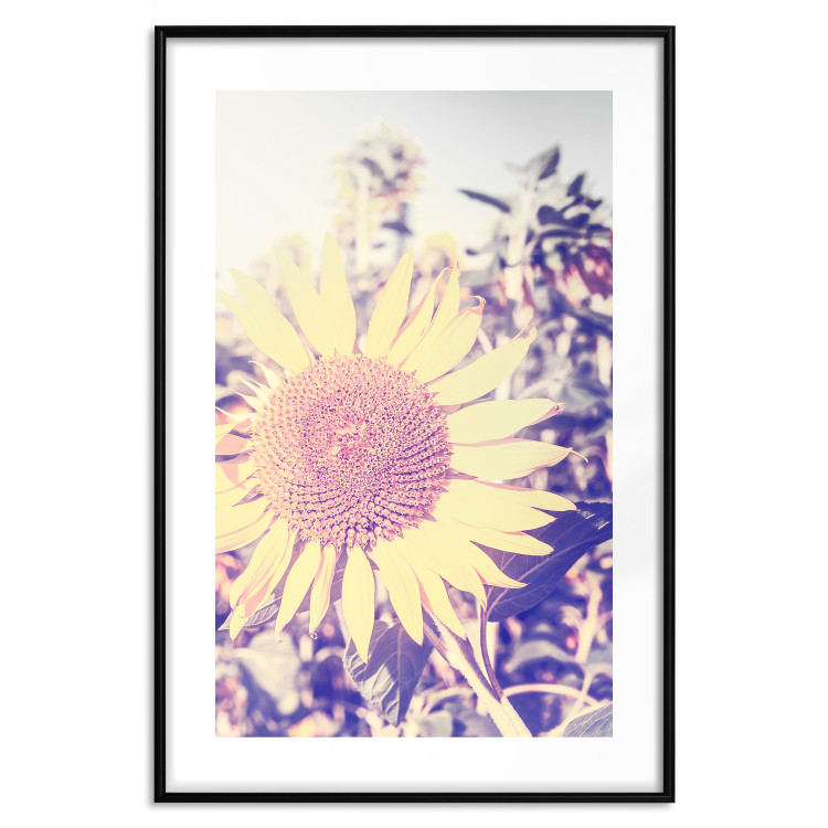 Wall Poster Sunflower - summer composition with yellow flowers in a sunlit meadow 116440 additionalImage 15