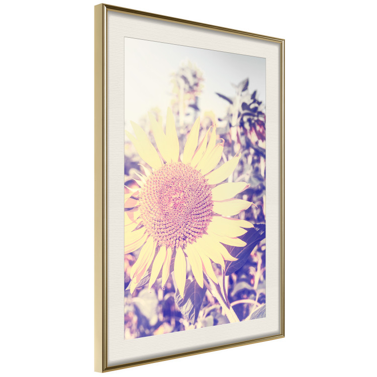 Wall Poster Sunflower - summer composition with yellow flowers in a sunlit meadow 116440 additionalImage 3