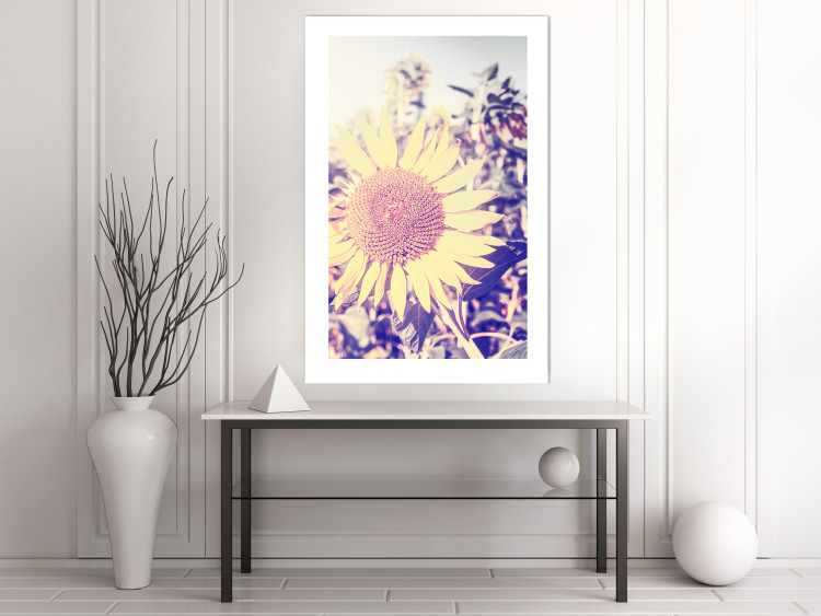 Wall Poster Sunflower - summer composition with yellow flowers in a sunlit meadow 116440 additionalImage 5