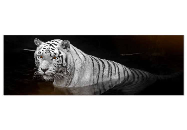 Canvas Shining Tiger (1 Part) Orange Narrow 123340