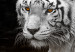 Canvas Shining Tiger (1 Part) Orange Narrow 123340 additionalThumb 5