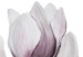 Wall Poster Painted Magnolias - composition of plants with white flowers on a light background 128640 additionalThumb 9