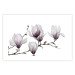 Wall Poster Painted Magnolias - composition of plants with white flowers on a light background 128640 additionalThumb 19