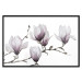 Wall Poster Painted Magnolias - composition of plants with white flowers on a light background 128640 additionalThumb 18