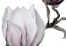 Wall Poster Painted Magnolias - composition of plants with white flowers on a light background 128640 additionalThumb 10