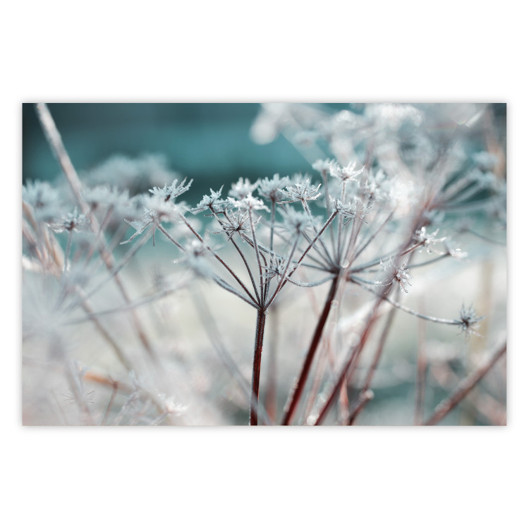 Poster Autumn Hoarfrost - winter landscape of frosted plants on a light background 129840