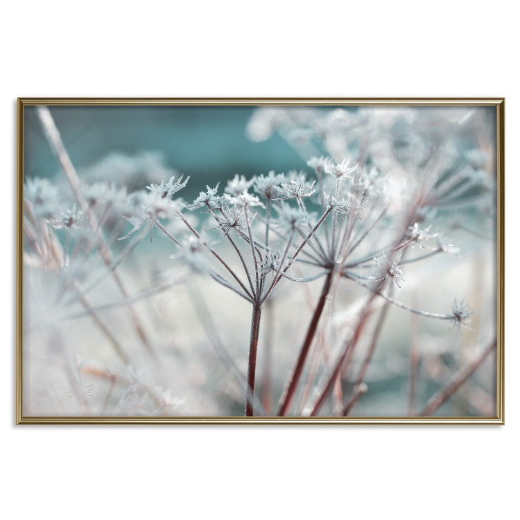 Poster Autumn Hoarfrost - winter landscape of frosted plants on a light background 129840 additionalImage 15