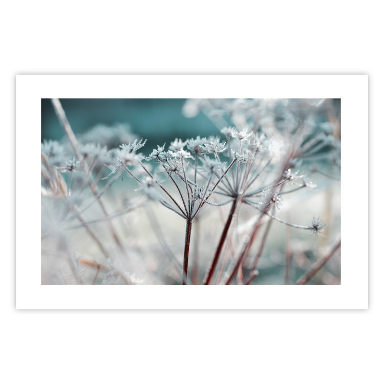 Poster Autumn Hoarfrost - winter landscape of frosted plants on a light background 129840 additionalImage 20