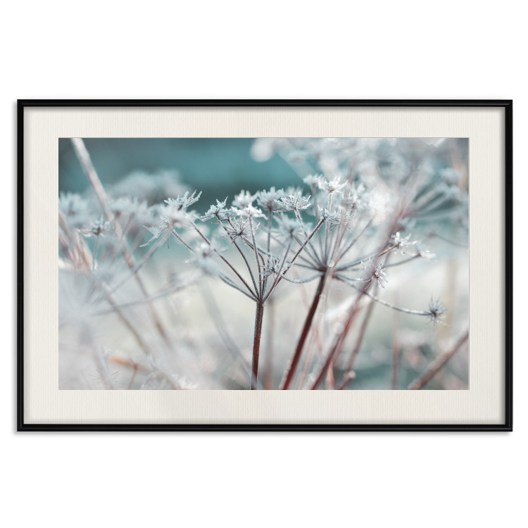 Poster Autumn Hoarfrost - winter landscape of frosted plants on a light background 129840 additionalImage 27