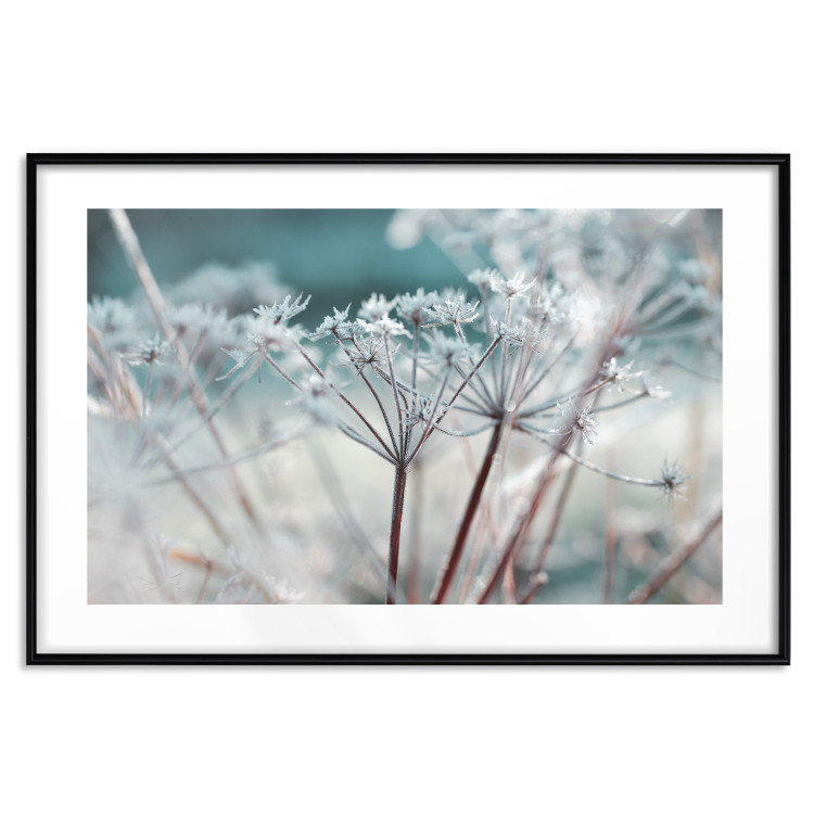 Poster Autumn Hoarfrost - winter landscape of frosted plants on a light background 129840 additionalImage 17