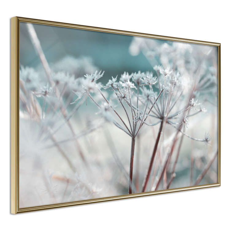 Poster Autumn Hoarfrost - winter landscape of frosted plants on a light background 129840 additionalImage 12