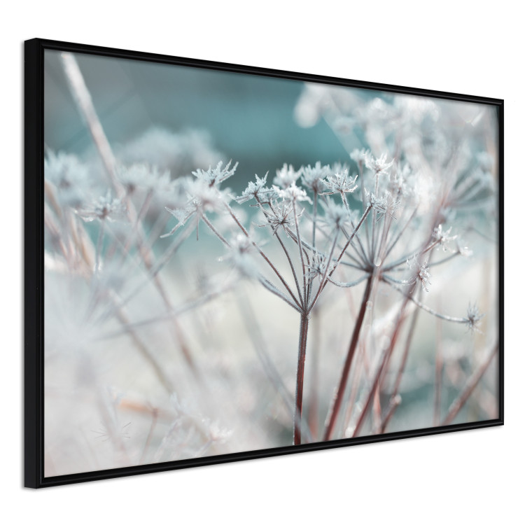 Poster Autumn Hoarfrost - winter landscape of frosted plants on a light background 129840 additionalImage 11