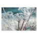 Poster Autumn Hoarfrost - winter landscape of frosted plants on a light background 129840