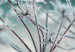 Poster Autumn Hoarfrost - winter landscape of frosted plants on a light background 129840 additionalThumb 12