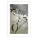 Poster Purity of Mist - composition of a plant with white flowers on a nature background 130740 additionalThumb 25