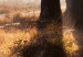 Wall Poster We Are a Gleam - landscape of trees and sun against a forest in mist 138040 additionalThumb 7