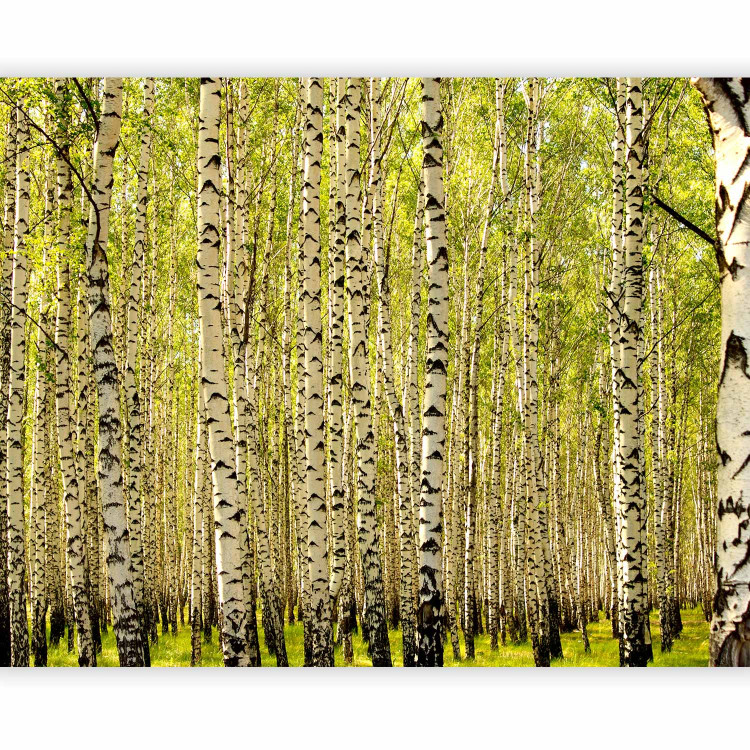 Photo Wallpaper Birch forest 60540 additionalImage 5