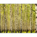 Photo Wallpaper Birch forest 60540 additionalThumb 5