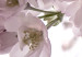 Canvas Cherry Blossoms (1 Part) Vertical 125850 additionalThumb 4