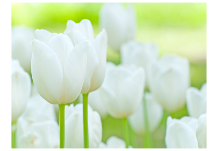 Photo Wallpaper Field of white tulipes 60350 additionalImage 1