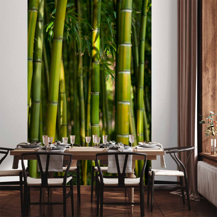Wall Mural Orient - Forest Plant Motif with Bamboo in the Sun and Blurred Background 61450 additionalImage 6
