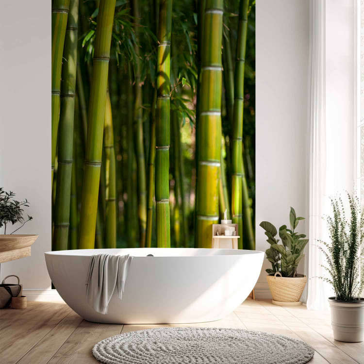 Wall Mural Orient - Forest Plant Motif with Bamboo in the Sun and Blurred Background 61450 additionalImage 8
