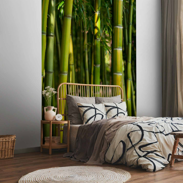 Wall Mural Orient - Forest Plant Motif with Bamboo in the Sun and Blurred Background 61450 additionalImage 2
